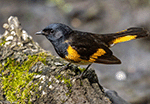 American Redstart 16 - Setophaga ruticilla