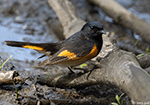 American Redstart 18 - Setophaga ruticilla