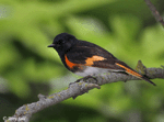 American Redstart - Setophaga ruticilla