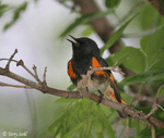 American Redstart 5 - Setophaga ruticilla