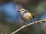American Redstart 6 (female) - Setophaga ruticilla