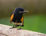 American Redstart 7 - Setophaga ruticilla