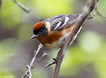 Bay-breasted Warbler 5 - Setophaga castanea