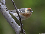 Bay-breasted Warbler 6 - Setophaga castanea