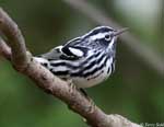 Black-and-White Warbler - Mniotilta varia