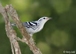 Black-and-White Warbler - Mniotilta varia