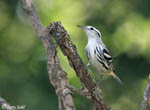 Black-and-White Warbler - Mniotilta varia