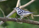 Black-and-White Warbler - Mniotilta varia