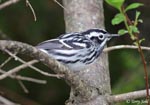 Black-and-White Warbler - Mniotilta varia