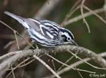 Black-and-White Warbler - Mniotilta varia