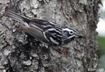 Black-and-White Warbler - Mniotilta varia