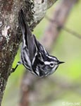 Black-and-White Warbler - Mniotilta varia