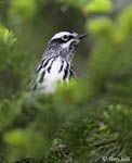 Black-and-White Warbler - Mniotilta varia