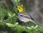 Black-throated Green Warbler - Setophaga virens