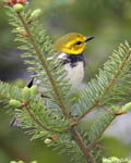 Black-throated Green Warbler - Setophaga virens