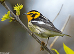 Blackburnian Warbler 10 - Setophaga fusca