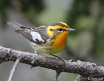Blackburnian Warbler 2 - Setophaga fusca
