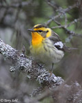 Blackburnian Warbler 3 - Setophaga fusca