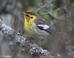 Blackburnian Warbler 4 - Setophaga fusca