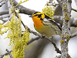 Blackburnian Warbler 5 - Setophaga fusca