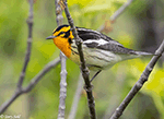 Blackburnian Warbler 7 - Setophaga fusca