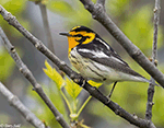 Blackburnian Warbler 8 - Setophaga fusca