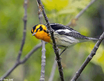 Blackburnian Warbler 9 - Setophaga fusca