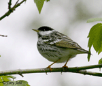 Blackpoll Warbler 2 - Setophaga striata