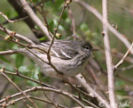 Blackpoll Warbler 4 - Setophaga striata