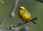 Blue-winged Warbler 7 - Vermivora cyanoptera
