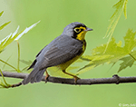 Canada Warbler 1 - Cardellina canadensis