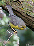 Canada Warbler 2 - Cardellina canadensis