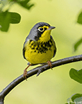 Canada Warbler 5 - Cardellina canadensis