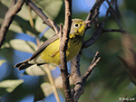 Canada Warbler 6 - Cardellina canadensis