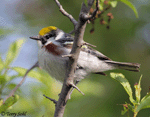 Chestnut-sided Warbler 10 - Setophaga pensylvanica