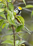 Chestnut-sided Warbler 13 - Setophaga pensylvanica