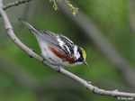 Chestnut-sided Warbler 2 - Setophaga pensylvanica