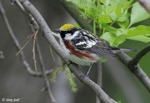Chestnut-sided Warbler 3 - Setophaga pensylvanica