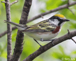 Chestnut-sided Warbler 7 - Setophaga pensylvanica