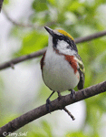 Chestnut-sided Warbler 8 - Setophaga pensylvanica