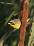 Common Yellowthroat 13 - Geothlypis trichas