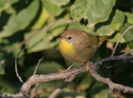 Common Yellowthroat 14 - Geothlypis trichas