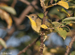 Common Yellowthroat 15 - Geothlypis trichas