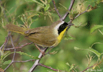 Common Yellowthroat 17 - Geothlypis trichas