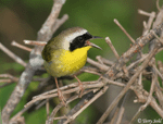 Common Yellowthroat 18 - Geothlypis trichas