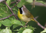 Common Yellowthroat 19 - Geothlypis trichas