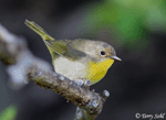 Common Yellowthroat 21 - Geothlypis trichas