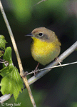 Common Yellowthroat 22 - Geothlypis trichas