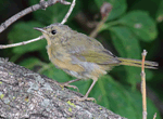 Common Yellowthroat 24 - Geothlypis trichas