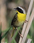Common Yellowthroat 27 - Geothlypis trichas
